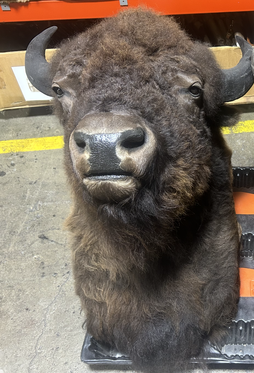 Buffalo Head