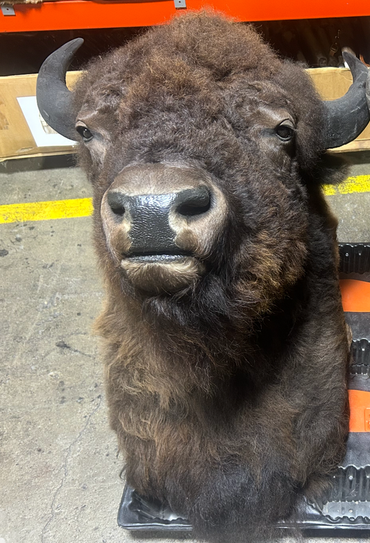 Buffalo Head